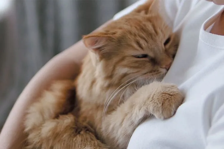 Tout Chapinou, Animalerie